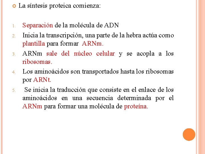  1. 2. 3. 4. 5. La síntesis proteica comienza: Separación de la molécula
