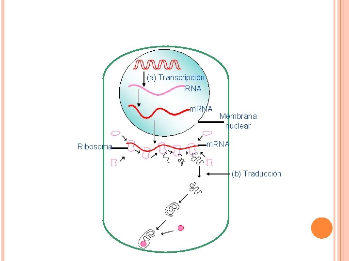 (a) Transcripción RNA m. RNA Ribosoma Membrana nuclear m. RNA (b) Traducción 