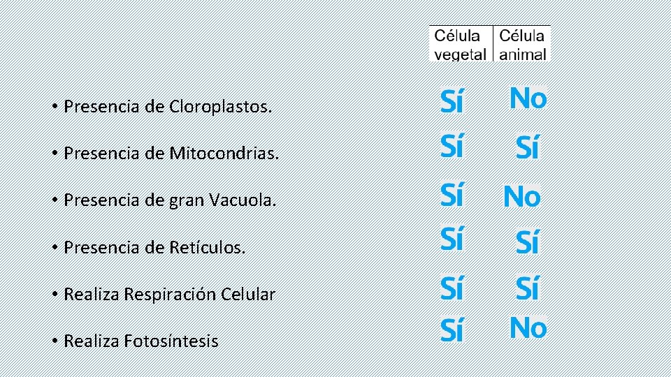  • Presencia de Cloroplastos. • Presencia de Mitocondrias. • Presencia de gran Vacuola.