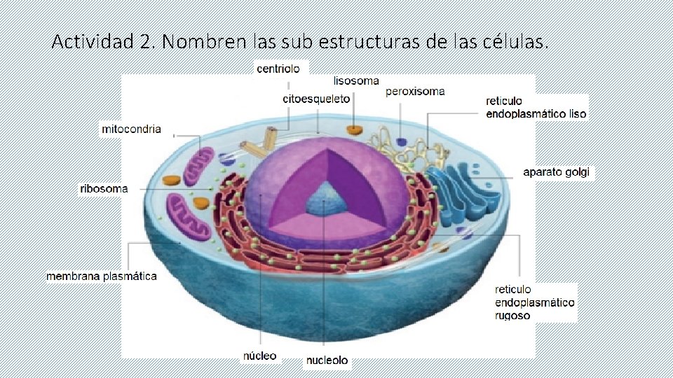 Actividad 2. Nombren las sub estructuras de las células. 