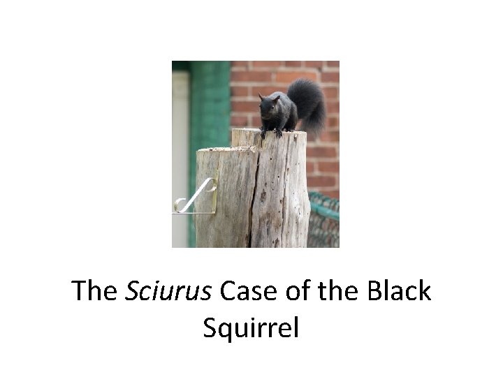 The Sciurus Case of the Black Squirrel 