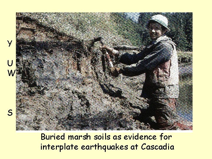 Y U W S Buried marsh soils as evidence for interplate earthquakes at Cascadia