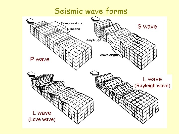 Seismic wave forms S wave P wave L wave (Rayleigh wave) L wave (Love
