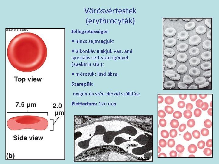 Vörösvértestek (erythrocyták) Jellegzetességei: • nincs sejtmagjuk; • bikonkáv alakjuk van, ami speciális sejtvázat igényel
