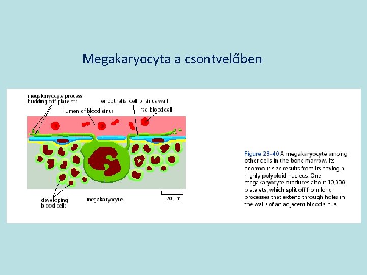 Megakaryocyta a csontvelőben 