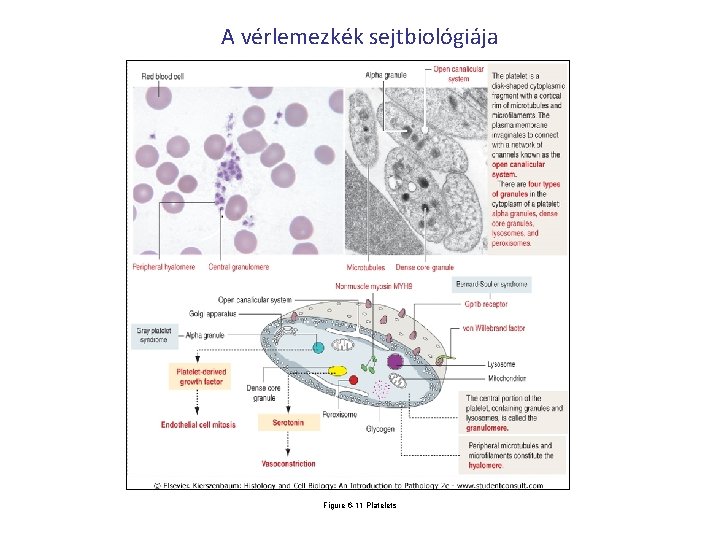 A vérlemezkék sejtbiológiája Figure 6 -11 Platelets 