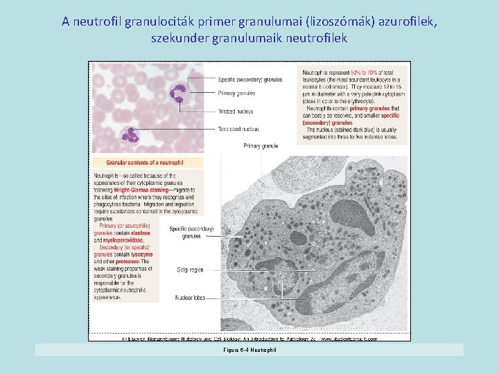 A neutrofil granulociták primer granulumai (lizoszómák) azurofilek, szekunder granulumaik neutrofilek Figure 6 -4 Neutrophil