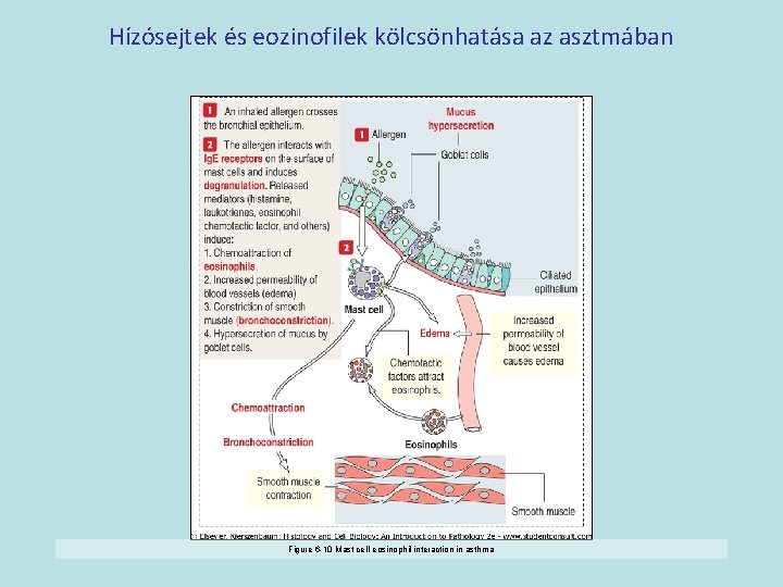 Hízósejtek és eozinofilek kölcsönhatása az asztmában Figure 6 -10 Mast cell-eosinophil interaction in asthma