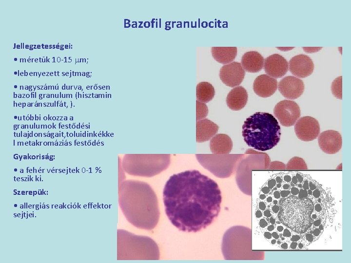 Bazofil granulocita Jellegzetességei: • méretük 10 -15 mm; • lebenyezett sejtmag; • nagyszámú durva,