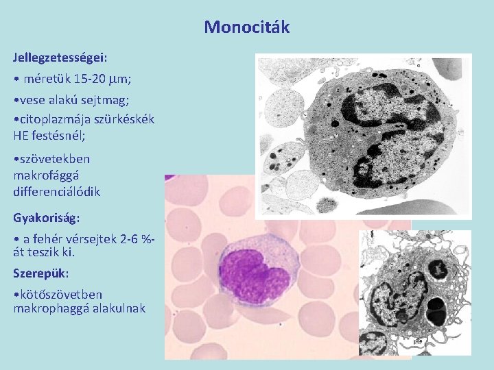 Monociták Jellegzetességei: • méretük 15 -20 mm; • vese alakú sejtmag; • citoplazmája szürkéskék
