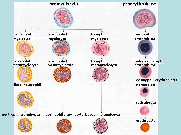 promyelocyta proerythroblast neutrophil myelocyta eosinophyl myelocyta basophil erythroblast neutrophil metamyelocyta eosinophyl metamyelocyta basophil metamyelocyta