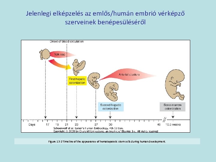 Jelenlegi elképzelés az emlős/humán embrió vérképző szerveinek benépesüléséről Figure 13 -2 Timeline of the