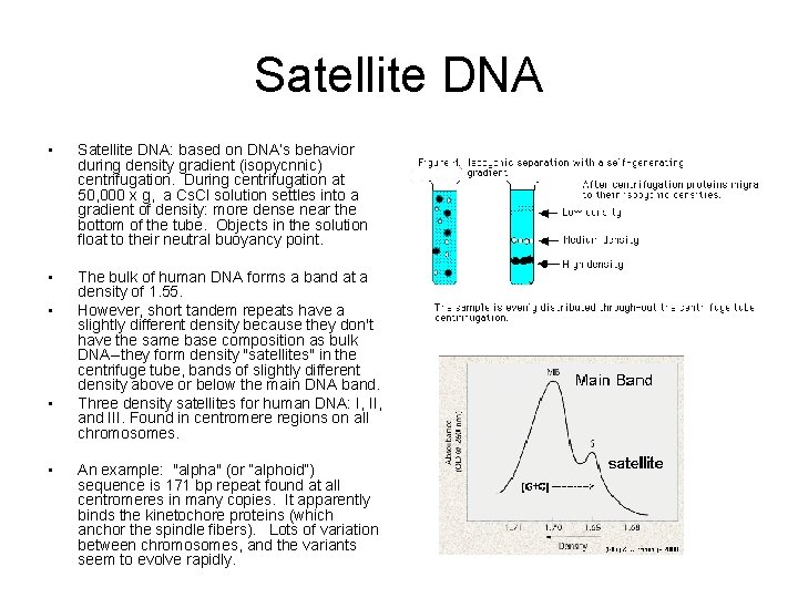 Satellite DNA • Satellite DNA: based on DNA’s behavior during density gradient (isopycnnic) centrifugation.