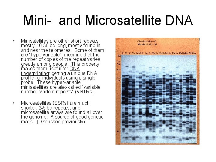 Mini- and Microsatellite DNA • Minisatellites are other short repeats, mostly 10 -30 bp