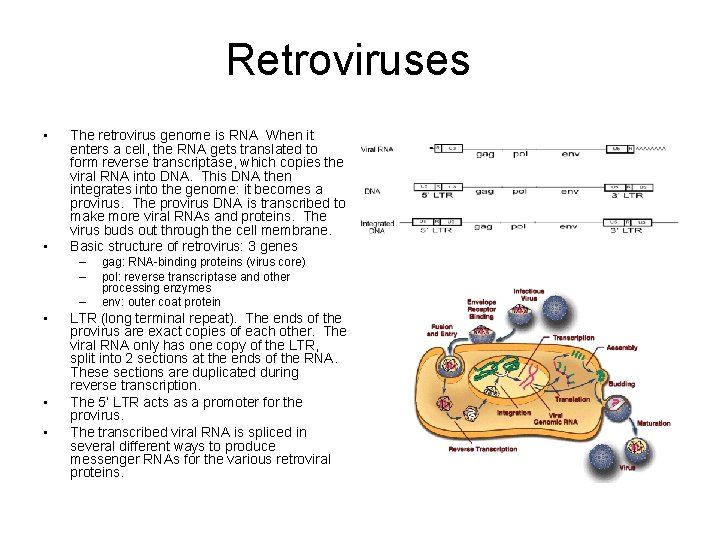 Retroviruses • • The retrovirus genome is RNA When it enters a cell, the