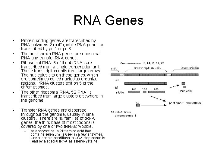 RNA Genes • • • Protein-coding genes are transcribed by RNA polymers 2 (pol