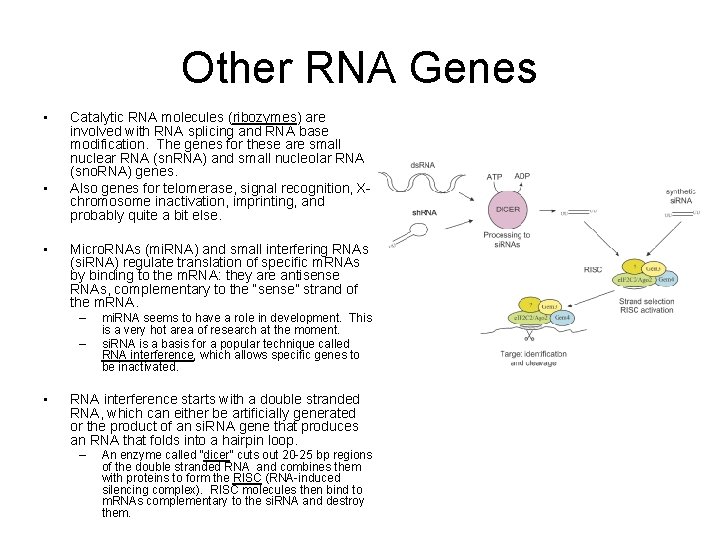 Other RNA Genes • • • Catalytic RNA molecules (ribozymes) are involved with RNA