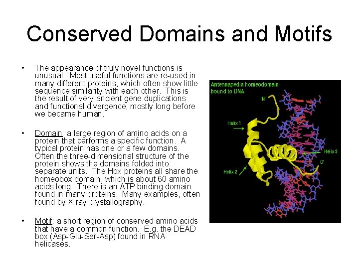 Conserved Domains and Motifs • The appearance of truly novel functions is unusual. Most