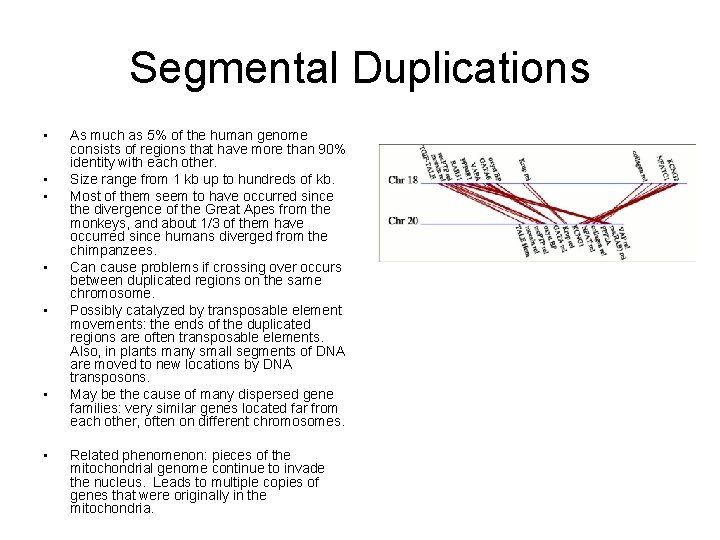 Segmental Duplications • • As much as 5% of the human genome consists of