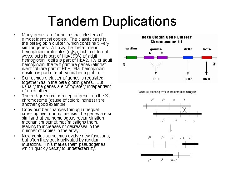 Tandem Duplications • • • Many genes are found in small clusters of almost