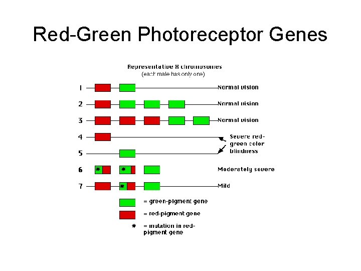 Red-Green Photoreceptor Genes 