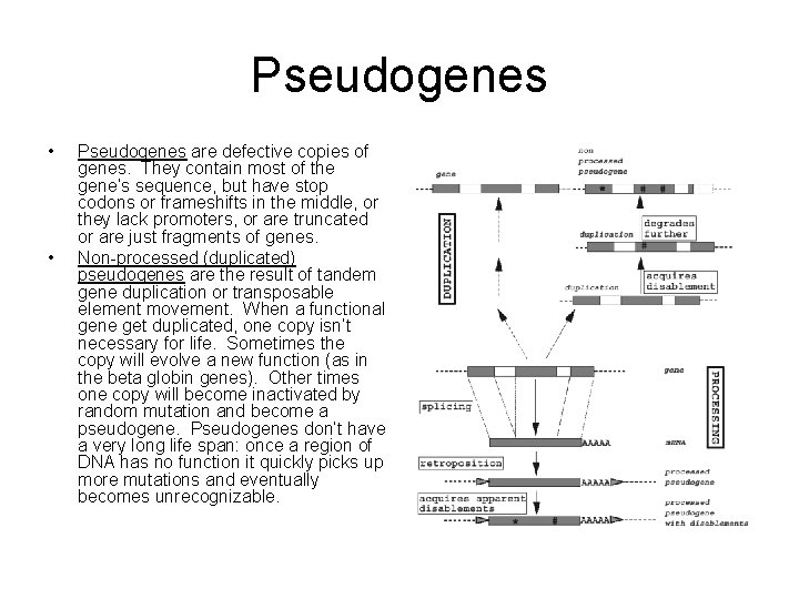 Pseudogenes • • Pseudogenes are defective copies of genes. They contain most of the