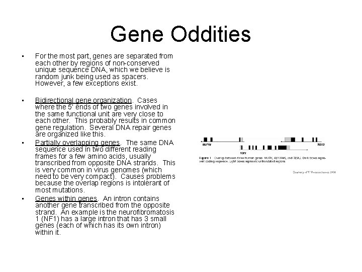Gene Oddities • For the most part, genes are separated from each other by