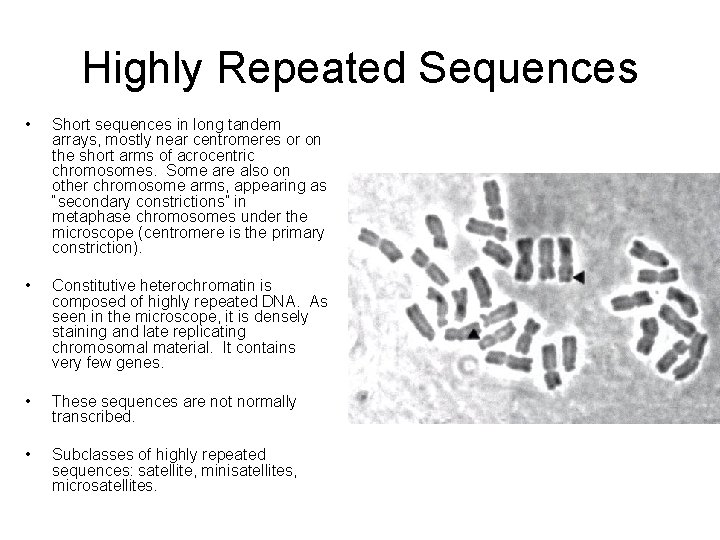 Highly Repeated Sequences • Short sequences in long tandem arrays, mostly near centromeres or