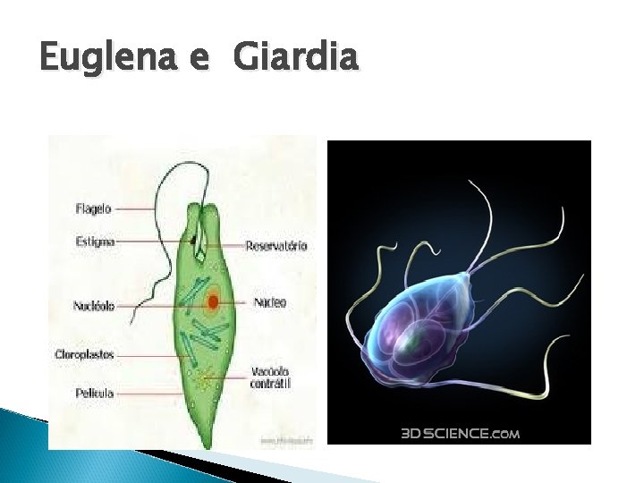Euglena e Giardia 