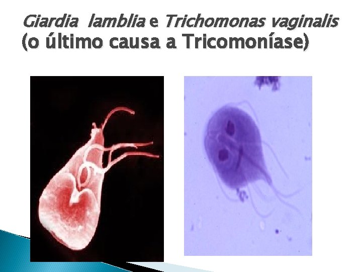 Giardia lamblia e Trichomonas vaginalis (o último causa a Tricomoníase) 