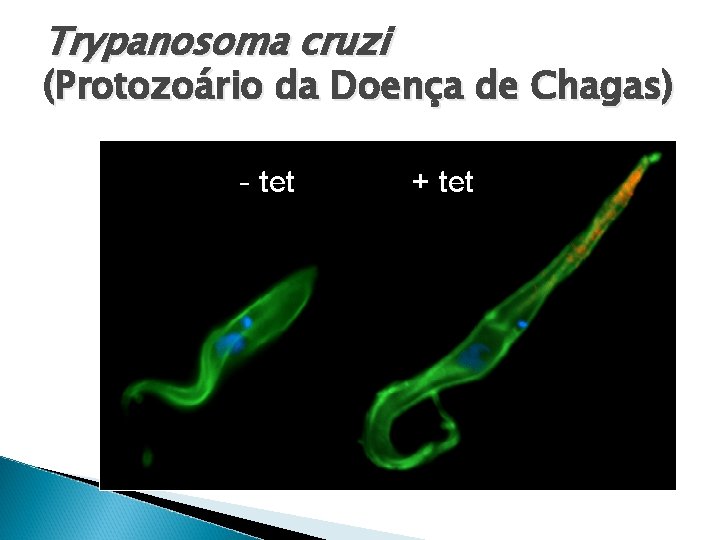 Trypanosoma cruzi (Protozoário da Doença de Chagas) 