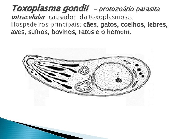 Toxoplasma gondii - protozoário parasita intracelular causador da toxoplasmose. Hospedeiros principais: cães, gatos, coelhos,