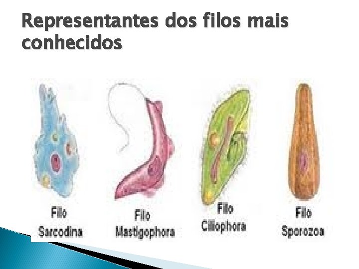 Representantes dos filos mais conhecidos 