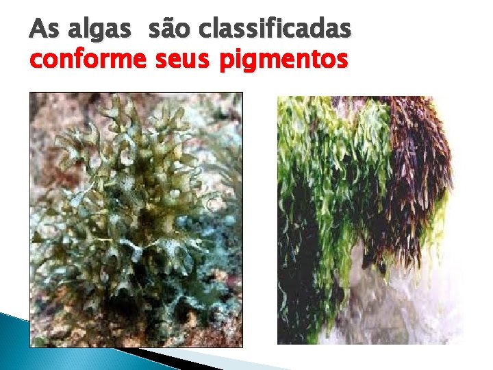 As algas são classificadas conforme seus pigmentos 