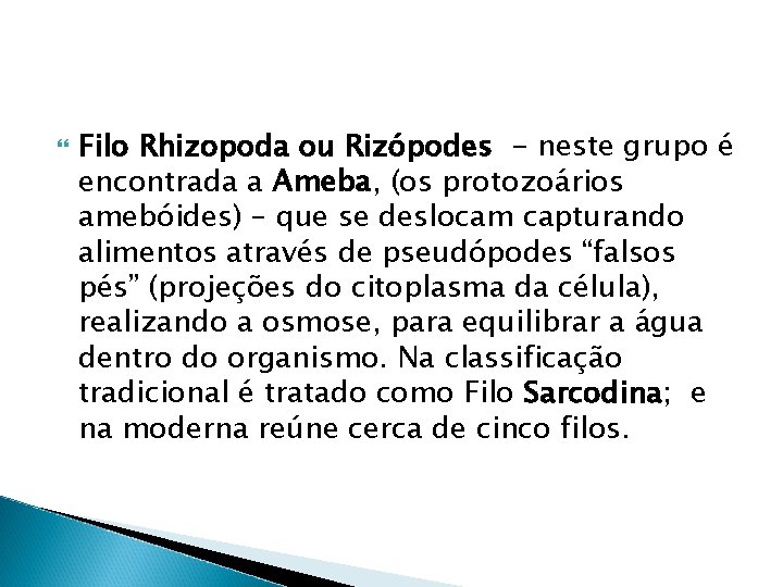  Filo Rhizopoda ou Rizópodes - neste grupo é encontrada a Ameba, (os protozoários