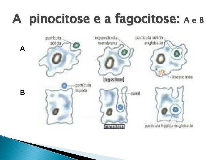 A pinocitose e a fagocitose: A e B A B 