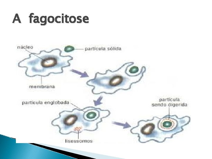 A fagocitose 