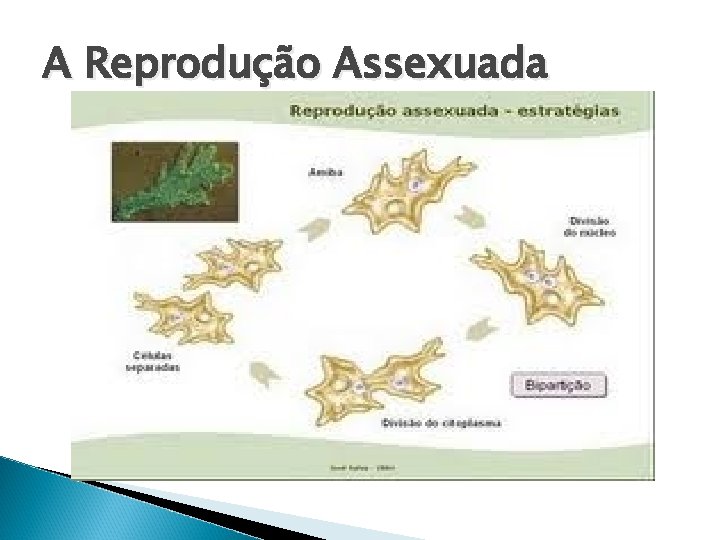 A Reprodução Assexuada 