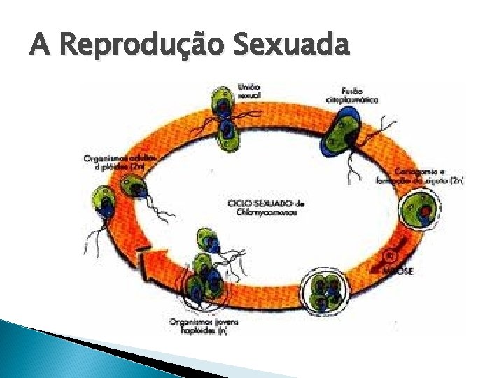 A Reprodução Sexuada 