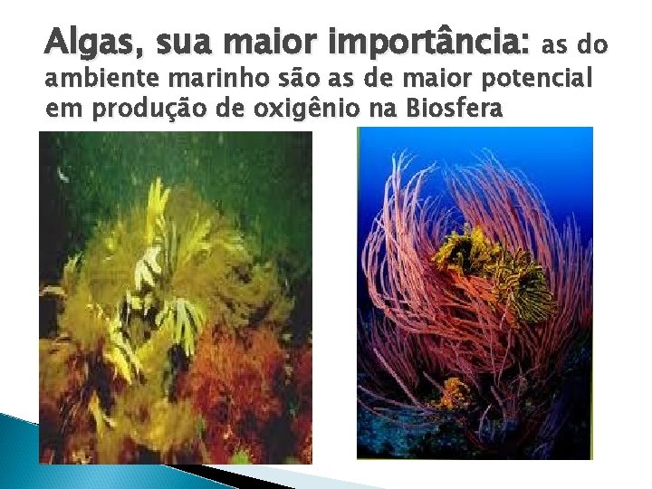 Algas, sua maior importância: as do ambiente marinho são as de maior potencial em