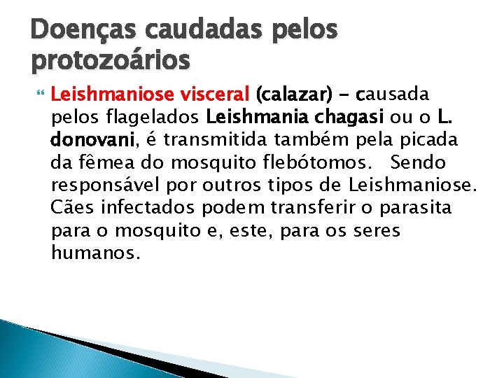 Doenças caudadas pelos protozoários Leishmaniose visceral (calazar) - causada pelos flagelados Leishmania chagasi ou