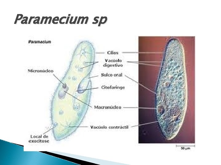 Paramecium sp 