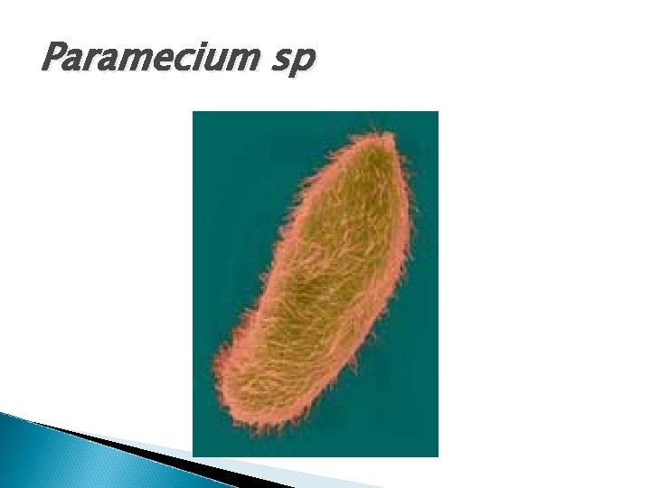 Paramecium sp 