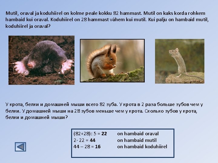 Mutil, oraval ja koduhiirel on kolme peale kokku 82 hammast. Mutil on kaks korda