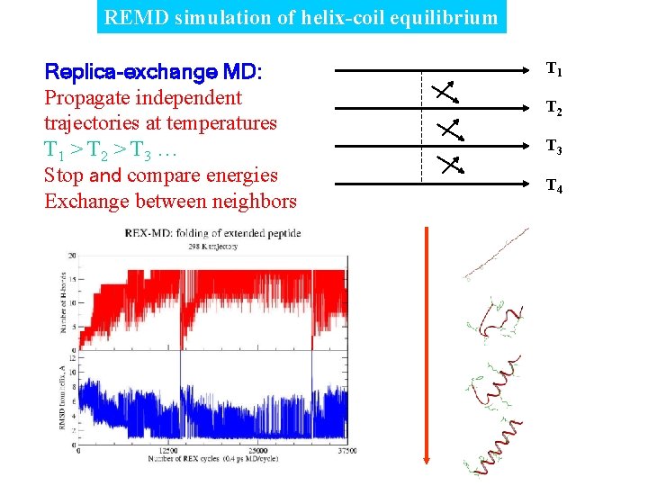 REMD simulation of helix-coil equilibrium Replica-exchange MD: Propagate independent trajectories at temperatures T 1