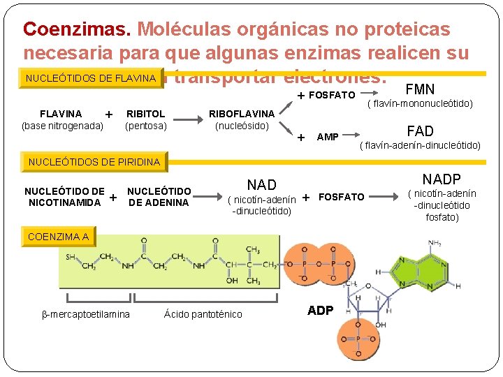 Coenzimas. Moléculas orgánicas no proteicas necesaria para que algunas enzimas realicen su NUCLEÓTIDOS DE