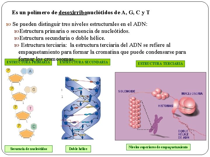 Es un polímero de desoxirribonuclótidos de A, G, C y T Se pueden distinguir