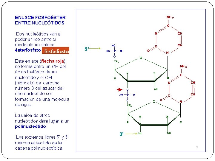 fosfodiester 