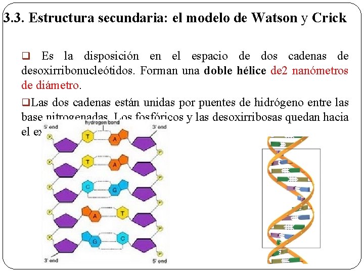 3. 3. Estructura secundaria: el modelo de Watson y Crick Es la disposición en
