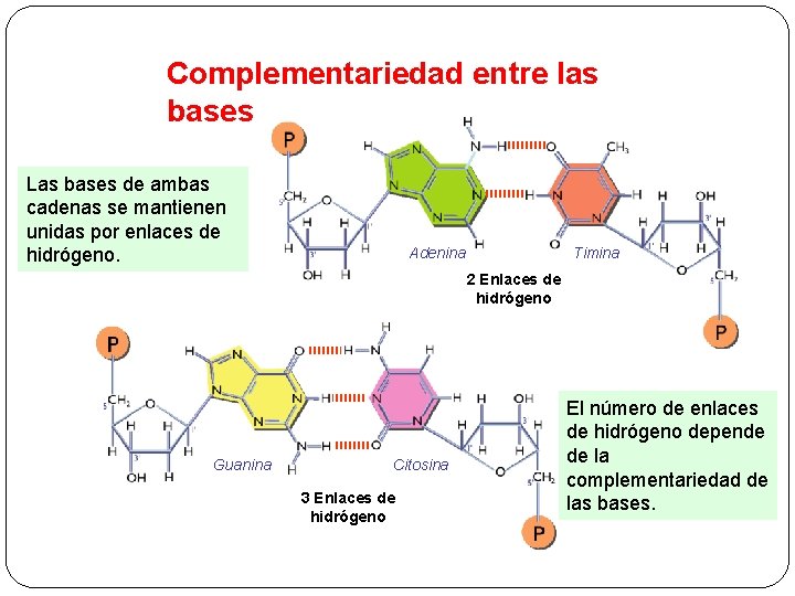 Complementariedad entre las bases Las bases de ambas cadenas se mantienen unidas por enlaces